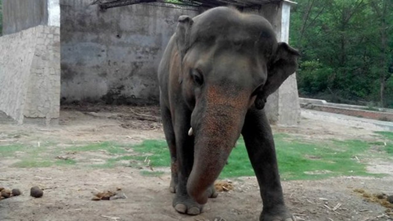 La situation de Kaavan, l'éléphant solitaire du zoo d'Islamabad, continue d'inquiéter