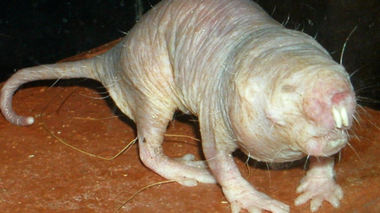 Le rat-taupe nu, ce rongeur insensible à la douleur révèle son secret