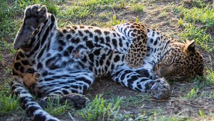 Un léopard abandonné découvre enfin la liberté dans un sanctuaire d'Afrique du Sud