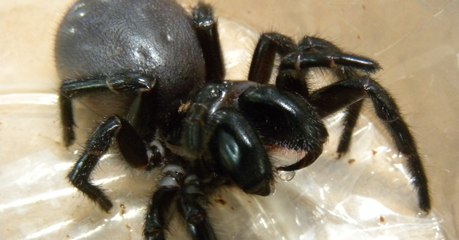 Australie : ce zoo demande au public d’attraper des araignées mortelles pour sauver des vies