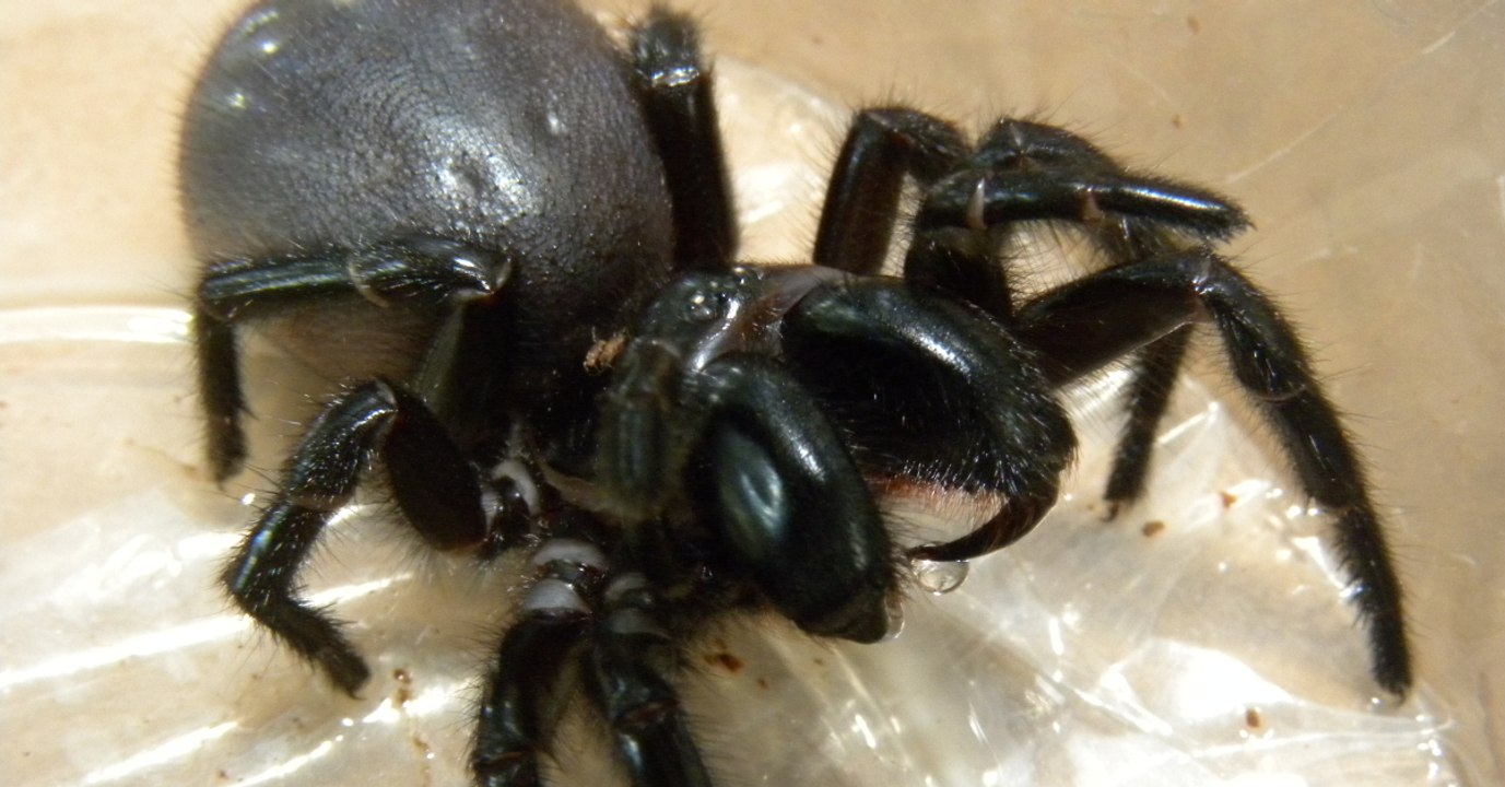 Australie : ce zoo demande au public d’attraper des araignées mortelles pour sauver des vies