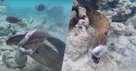 Hawaï : des baigneurs filment un redoutable duel entre une murène en chasse et une pieuvre