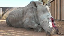 Hope, le rhinocéros qui a survécu aux braconniers est mort en Afrique du Sud