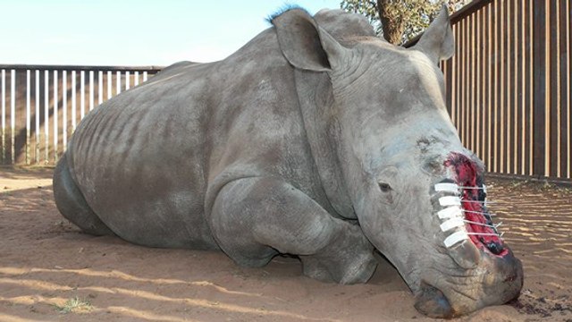Hope, le rhinocéros qui a survécu aux braconniers est mort en Afrique du Sud