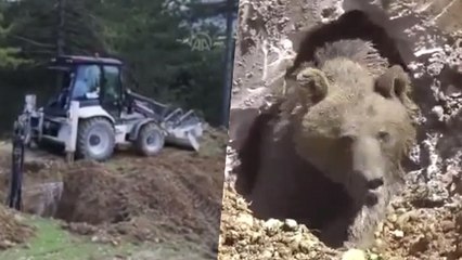 L'incroyable sauvetage d’un grizzly coincé dans une fosse septique en Turquie