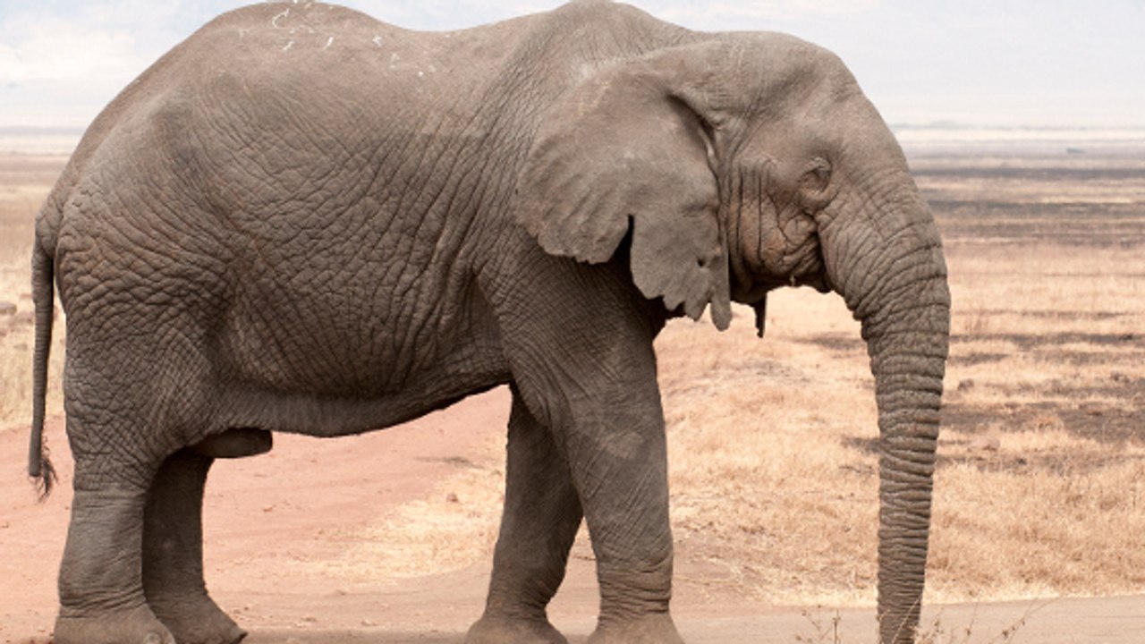 A cause du braconnage, de plus en plus d'éléphants naissent sans défenses en Afrique