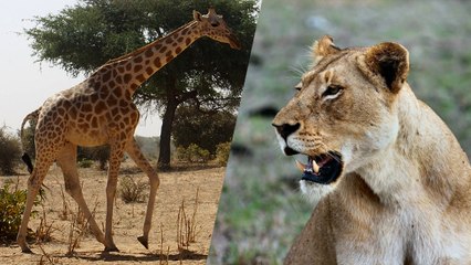 L'impressionnante réaction d'une girafe attaquée par une lionne en Namibie