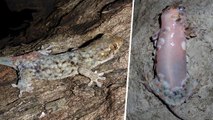 Cette nouvelle espèce de gecko a une technique étonnante pour échapper aux prédateurs