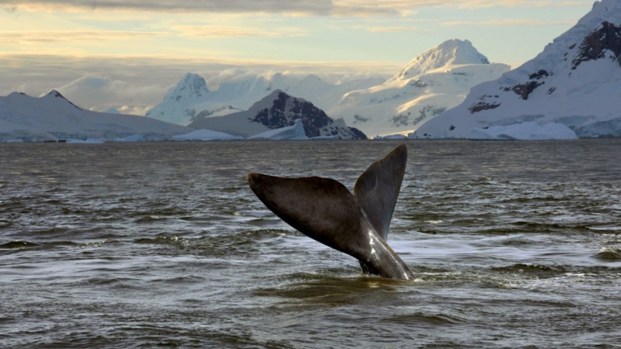 Antarctique : le plus grand sanctuaire marin du monde verra bientôt le jour en mer de Ross