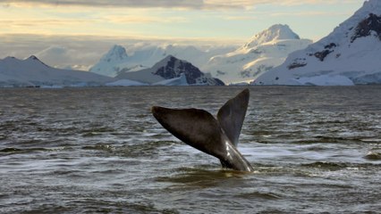 Antarctique : le plus grand sanctuaire marin du monde verra bientôt le jour en mer de Ross