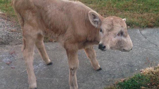 Lucky, le veau à deux têtes du Kentucky est toujours en vie et se porte bien