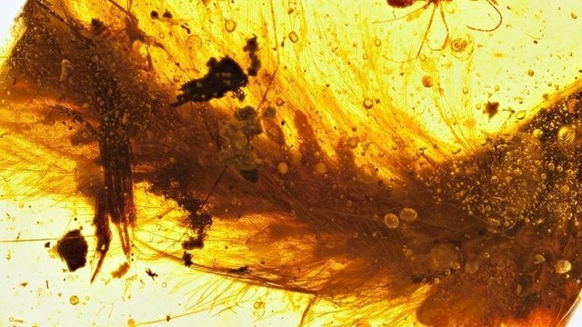 Découverte de la queue d'un dinosaure à plumes figée dans de l’ambre