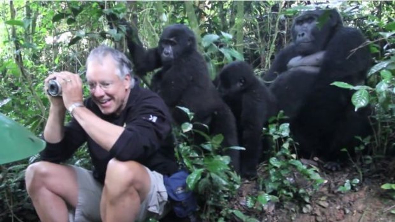 Dieser Tourist hat in Uganda das Glück, Gorillas ganz nah zu kommen