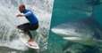 Après la mort d'un bodyboardeur, Kelly Slater prône un abattage des requins à la Réunion