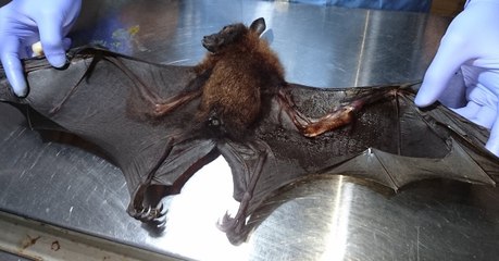 Un vétérinaire vient en aide à une chauve-souris à l'aile cassée