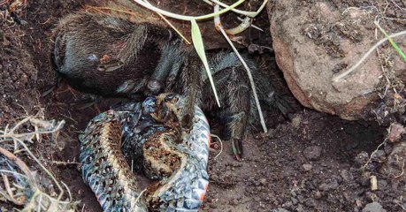 Une mygale surprise à dévorer un serpent tranquillement dans sa tanière