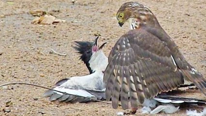 L'impressionnante attaque d'un rapace sur un coucou filmée en Afrique du Sud