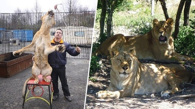 Des lionnes autrefois exploitées par un cirque profitent de leur nouvelle vie en Afrique du Sud