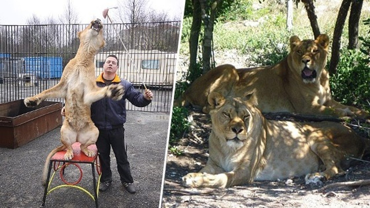 Des lionnes autrefois exploitées par un cirque profitent de leur nouvelle vie en Afrique du Sud