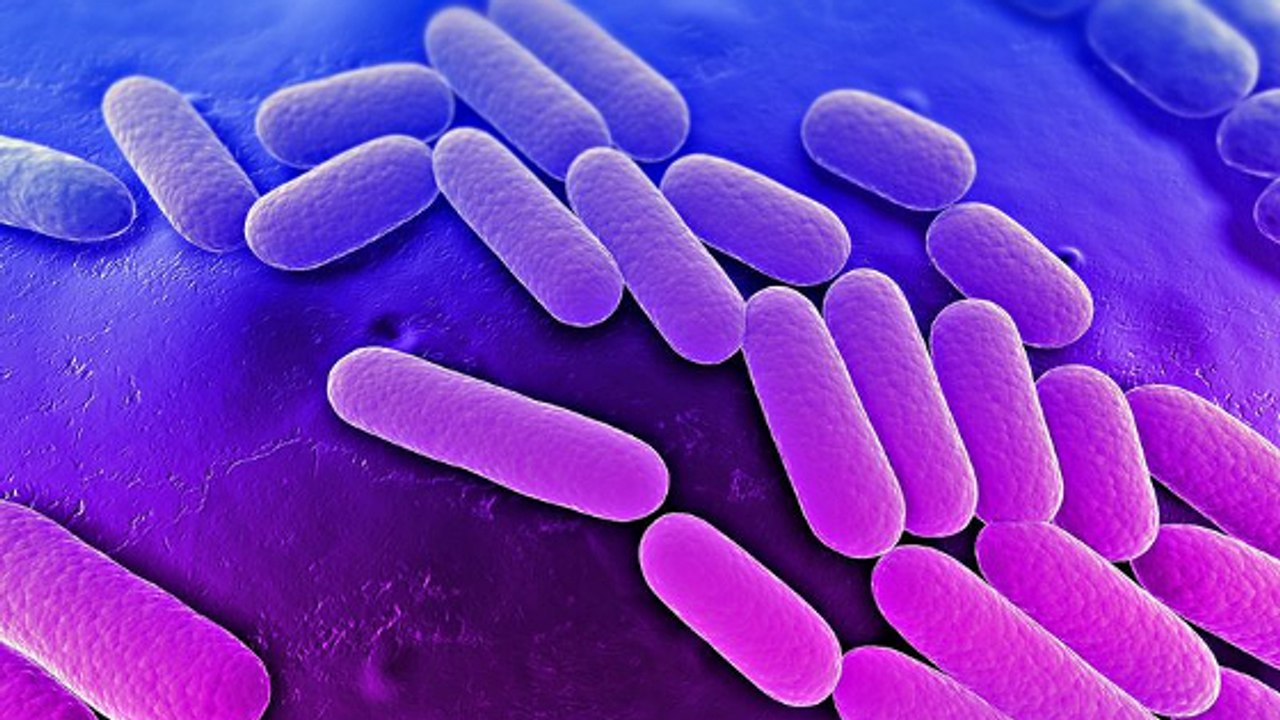 Etats-Unis : une femme tuée par une super-bactérie résistante à tous les antibiotiques disponibles