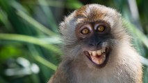 Les primates auraient l'anatomie nécessaire pour parler comme des humains