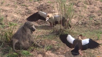 Quand des oiseaux s'attaquent à un babouin qui tente de voler leurs oeufs