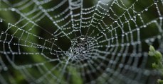 Des chercheurs créent de la soie d’araignée antibiotique capable de soigner les blessures