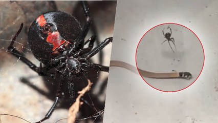 Une veuve noire surprise à s'attaquer à un serpent venimeux en Australie