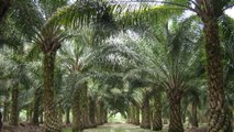 Le Substipalm, enfin une alternative prometteuse pour remplacer l'huile de palme ?