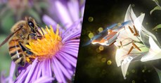 Bientôt des mini-robots pollinisateurs pour remplacer les abeilles ?