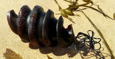 D'étranges objets échoués sur des plages intriguent les promeneurs