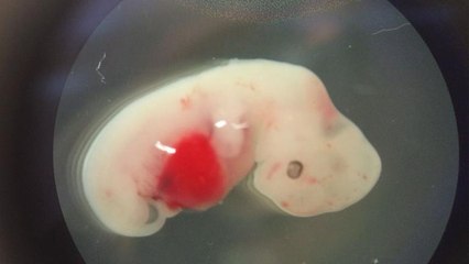 Des scientifiques créent pour la première fois des hybrides humain-cochon