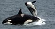 Un groupe d'orques tue quatre baleines grises dans une baie de Californie