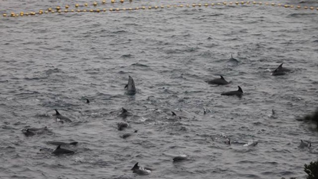 Taiji : les chasseurs prennent au piège plus de 200 dauphins dans la baie de la honte