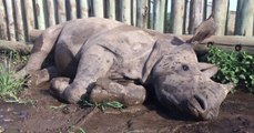 Afrique du Sud : un orphelinat pour rhinocéros ferme ses portes après une violente attaque de braconniers