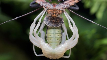 Quand un étrange arachnide se débarrasse de son exosquelette