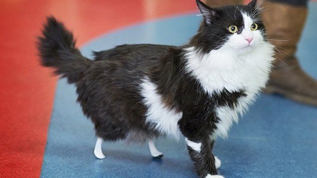 Pooh, le chat bionique bulgare doté de deux pattes artificielles