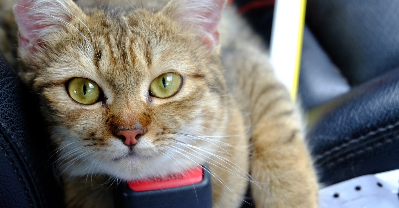 Les chats aimeraient plus les humains que la nourriture selon une étude