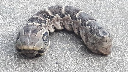 Une étrange créature "à deux têtes" découverte dans un jardin en Argentine