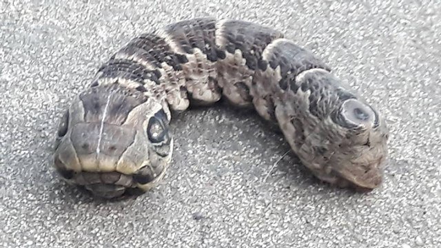 Une étrange créature à deux têtes découverte dans un jardin en Argentine