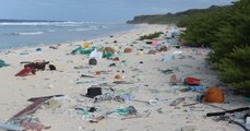 L'île Henderson, cette petite île isolée du Pacifique devenue l'un des endroits les plus pollués au monde