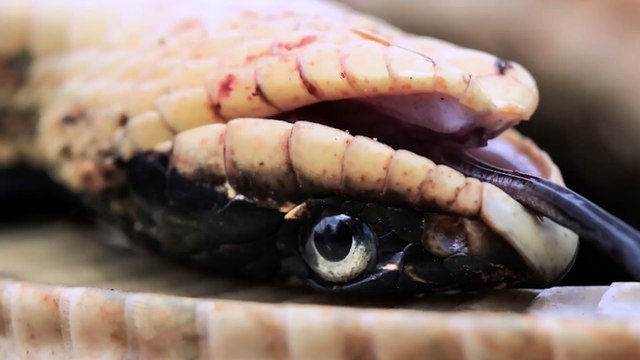 Dès qu'elle est menacée par un prédateur, cette couleuvre a une incroyable réaction