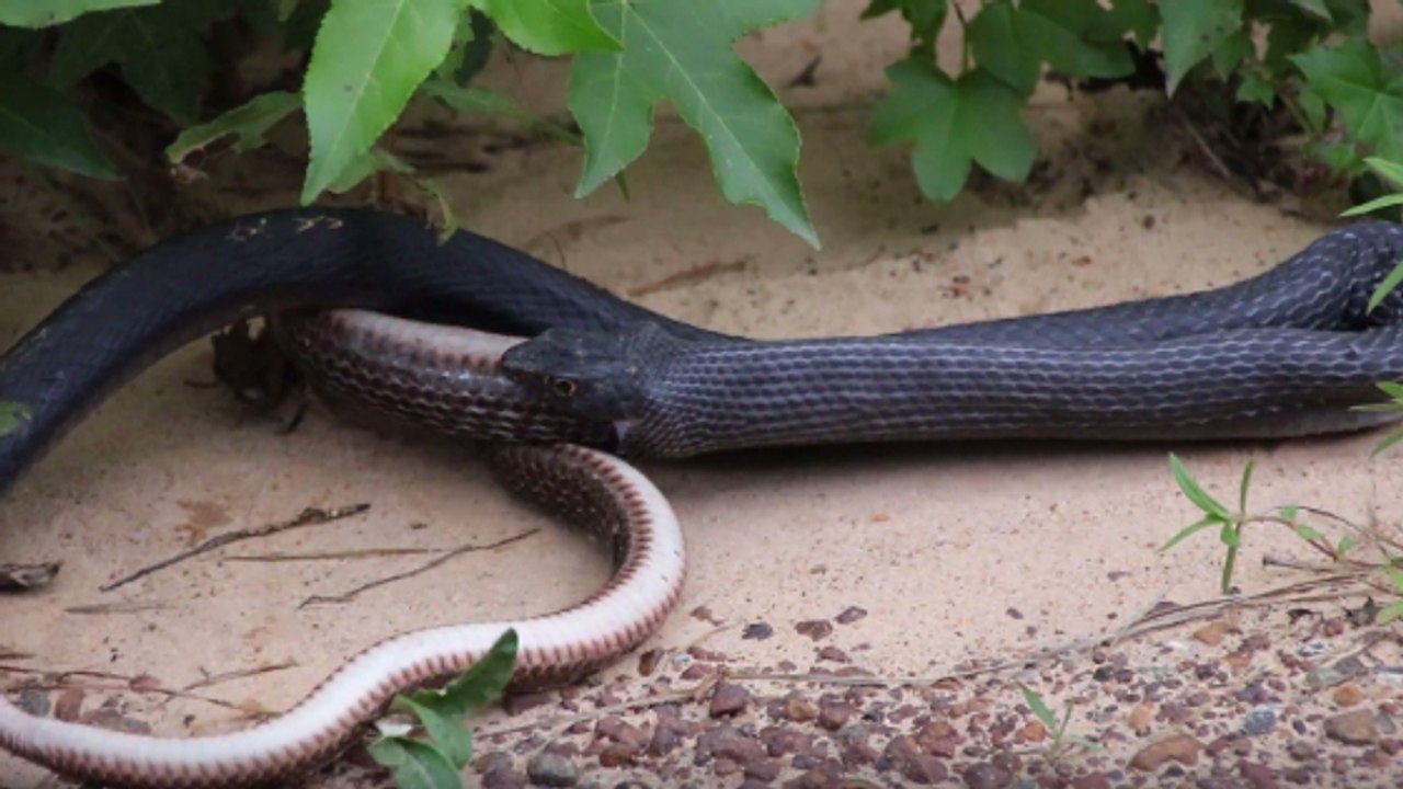 Quand un serpent régurgite un autre serpent vivant sous les yeux d'un couple
