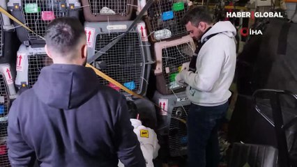 Uçak kiralayıp Afganistan'daki 304 hayvanı kurtardılar