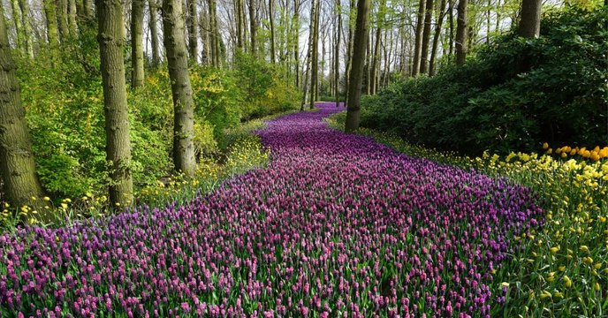 Voici comment les fleurs sont devenues les maîtres du règne végétal