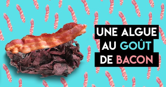 Il existe une algue au goût de bacon