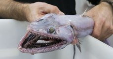 Le poisson-lézard des abysses, une effrayante créature découverte dans les profondeurs de l'Australie