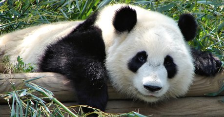 Pourquoi le panda géant est-il noir et blanc ? Mystère résolu