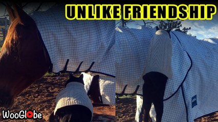 ''All aboard! The bus is leaving!' Unlikely duo of horse & cat is the cutest thing you'll come across today '