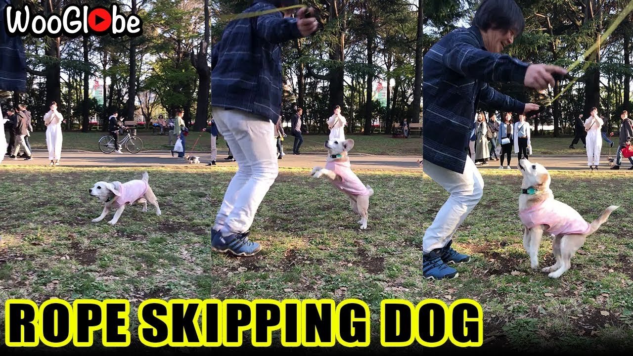 'Adorable dog entertains park visitors by skipping rope with her owner